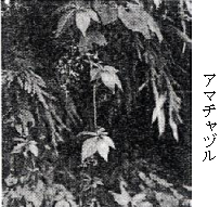 �摜
