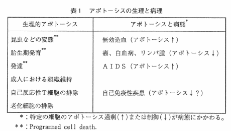 表1 アポトーシスと病態
