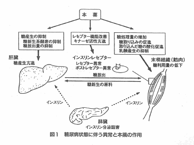 図1 糖尿病状態に伴う異常と本薬の作用