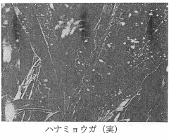 ハナミョウガ(実)