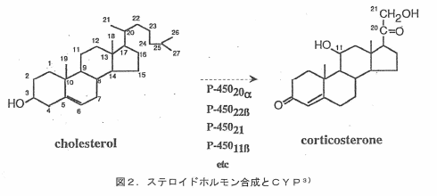 �}�Q�D�X�e���C�h�z������������CYP