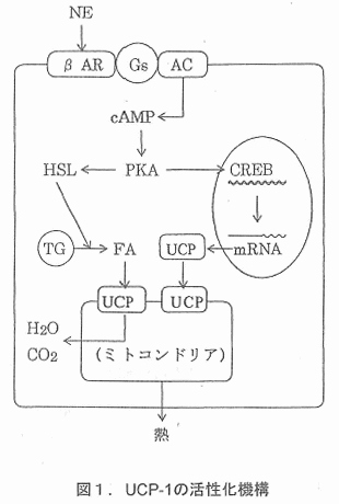 �}�P�DUCP�|1�̊������@�\
