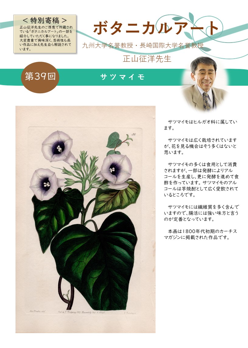 特別寄稿 ボタニカルアート 第39回 サツマイモ 福岡市薬剤師会