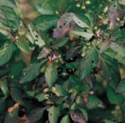 アメリカイヌホオズキ