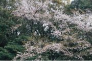ヤマザクラ